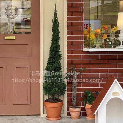 龙柏盆栽松柏塔松耶诞树室内客厅植物大型户外庭院好养侧柏真绿植