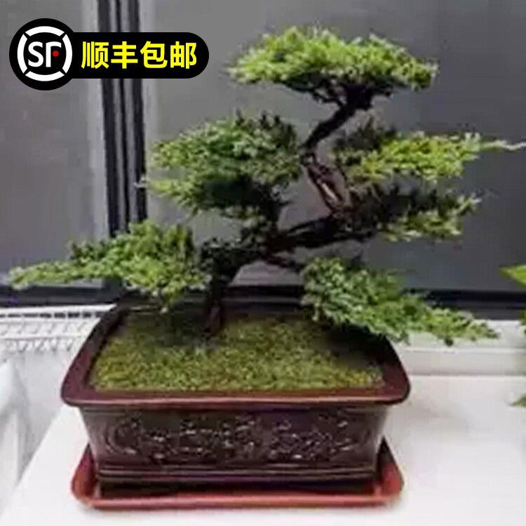 迎客松盆景真树盆景玄关室内客厅办公桌小盆栽摆件四季常青植物