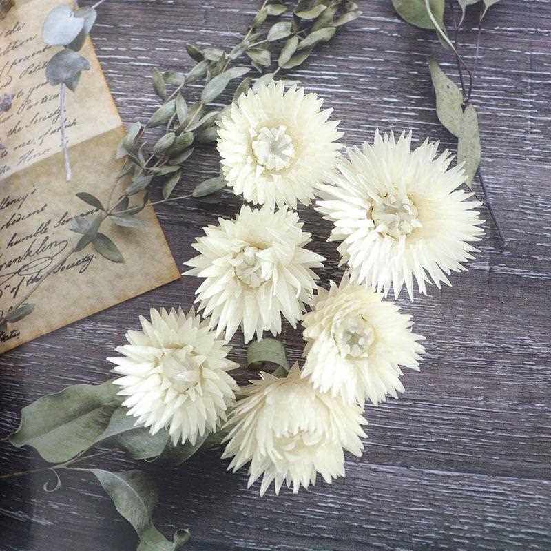 直销新款干花旱雪莲 白色小雏菊花头迷你花束配花 家居插花拍摄道