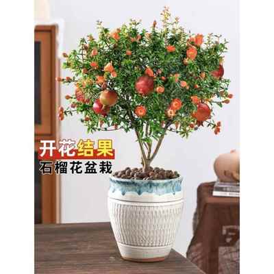 石榴花树苗盆栽带花发货四季开花观赏果树可食用中药室内庭院盆景