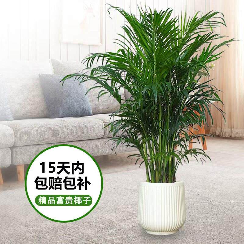 富贵椰子1.2-1.4米室内大型绿植盆栽新房净化空气凤尾竹四季常青