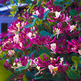 金银花树苗食用白红黄花卉老桩室外爬藤攀援植物四季开金银花盆栽