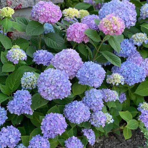 无尽夏绣球花苗盆栽老桩室内花卉玫瑰花苗多季开花好养绿植物阳台