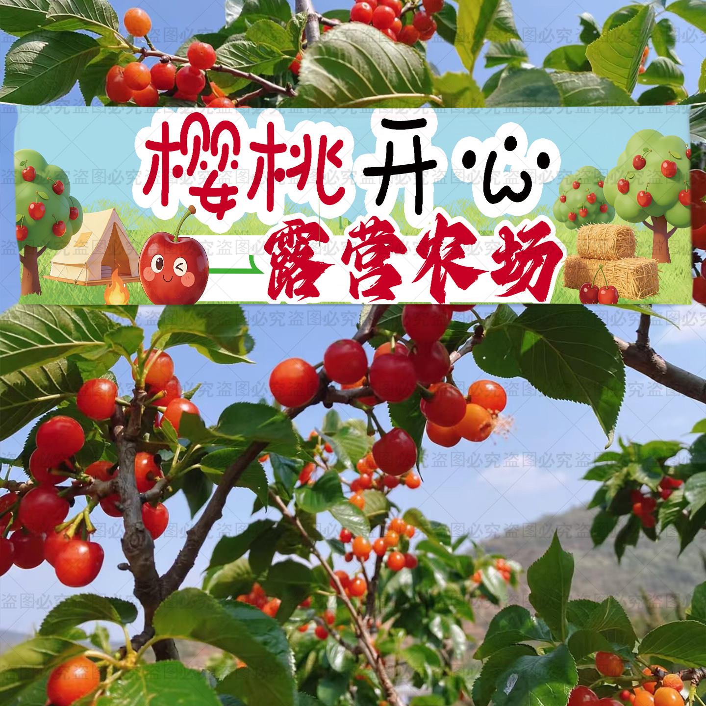 定制樱桃采摘挂布农场户外田园风招牌横幅氛围装饰布置墙面背景布