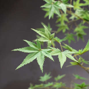 流泉枫绿植假花古风新中式茶室装饰禅意玄关摆件小型盆景仿真园艺