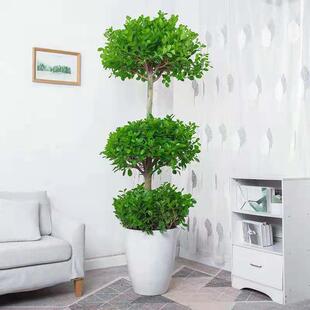 三层金钱榕树盆栽客厅中大型观叶摇钱树盆景金钱榕开业送礼大植物