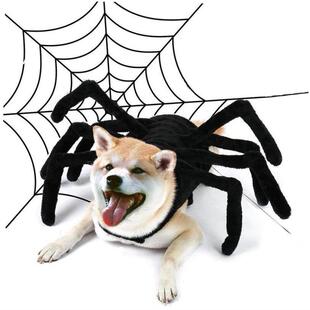funny Halloween spider chest cat Pet back costume