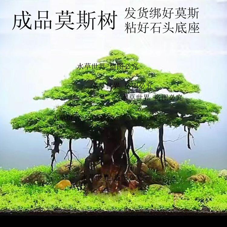 成品莫斯树 沉木水草树 活体莫斯水草 懒人树 鱼缸造景树