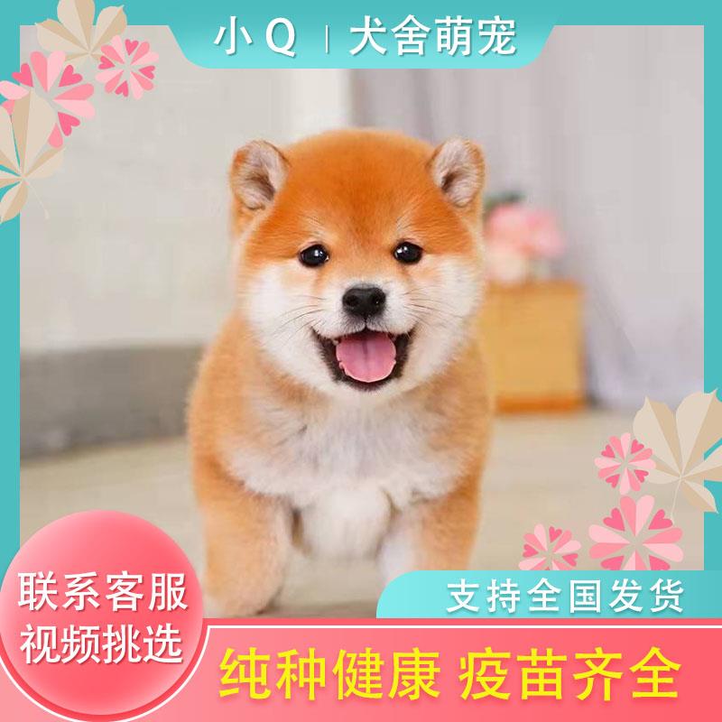 柴犬幼犬活体幼崽纯种日本柴犬豆柴秋田犬中小型家养宠物狗赛级