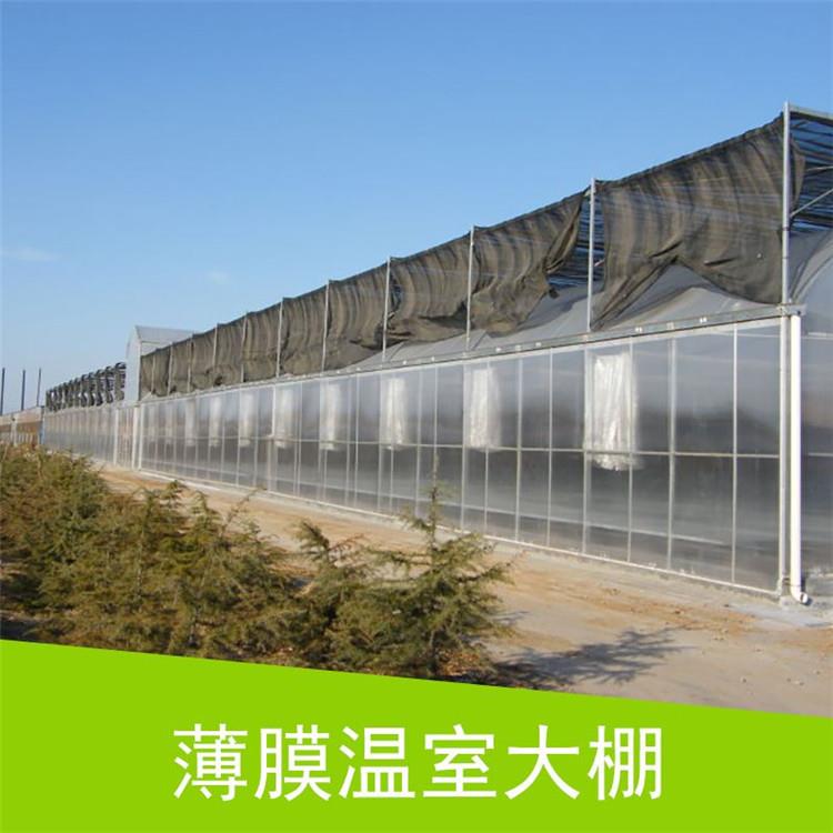 连体po膜覆盖薄膜温室智能双拱双模圆拱形拱棚菊花育苗基地