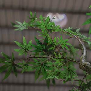 仿真绿枫树室外造景摆件假枫树庭院主题园林假植物造景真木杆绿枫
