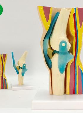 人体膝关节模型 膝关节带韧带肌肉包皮演示模型骨骼骨架运动展示