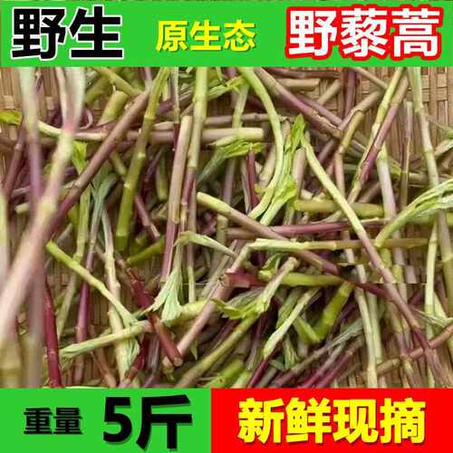 【顺丰快递】野黎蒿新鲜现摘藜蒿芦蒿当季芦蒿野藜蒿鲜嫩泥蒿