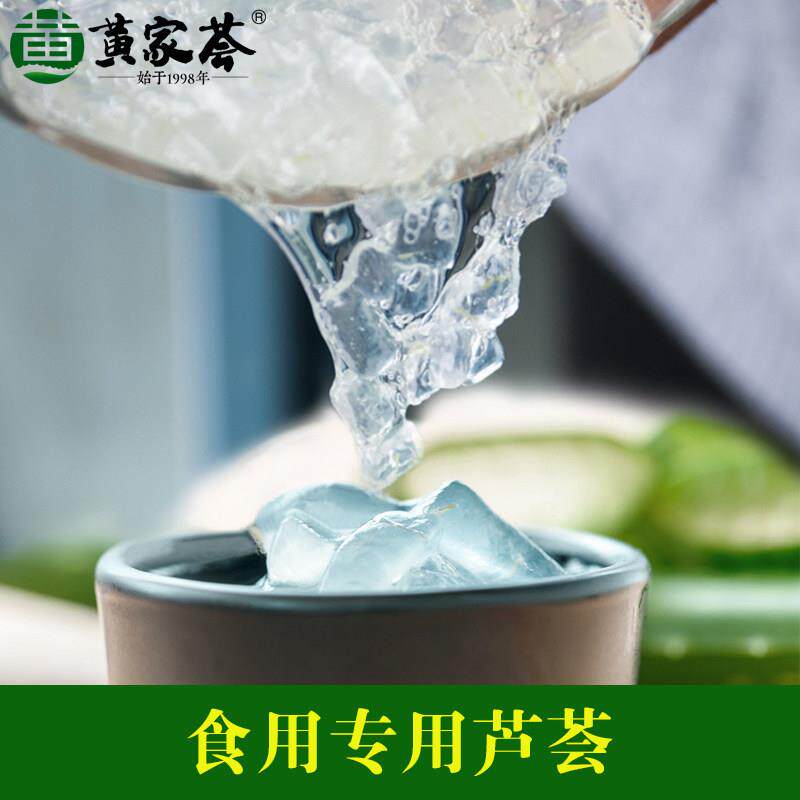 美国库拉索大芦荟新鲜芦荟可食用芦荟绿色室内植物芦荟盆栽芦荟苗
