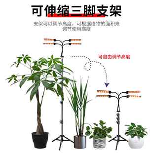 谦明植NZF物生长灯LED全光照谱三脚架植物内灯室遥控多肉补润光灯