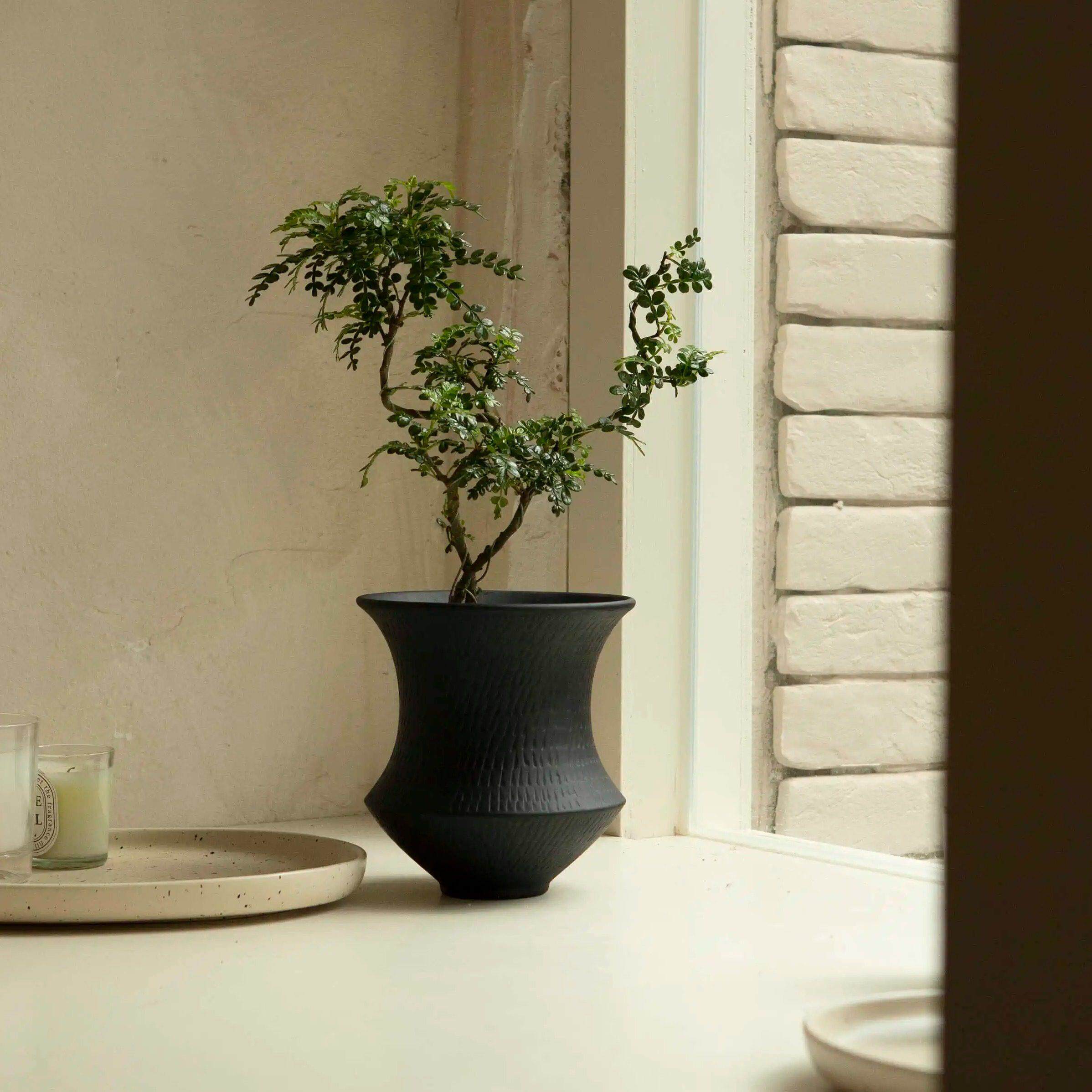 诗与自然 清香木胡椒木香味植物盆栽小众ins风四季常绿植盆景