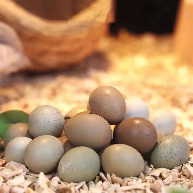 可孵化网红芦丁鸡受精种蛋新鲜宠物鸡迷你鸡蛋德系纯白礼服受精卵