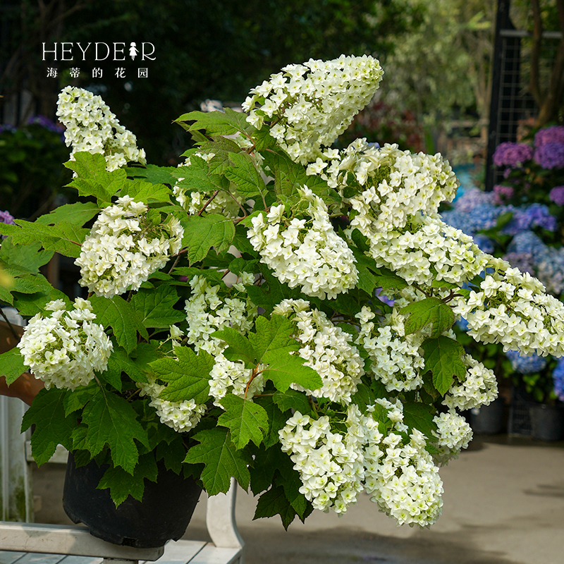 海蒂的花园绣球花苗和声雪花栎叶绣球花庭院露台耐寒植物花卉盆栽