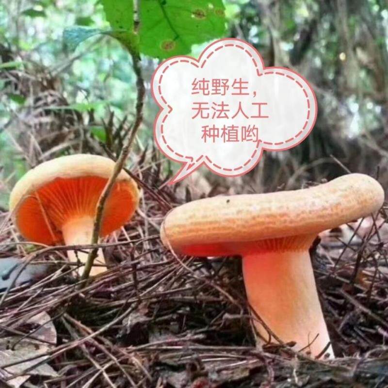 干枞菌松树菌寒菌松乳菇三九菇雁鹅菌重阳菌野生菌干 干净重无干