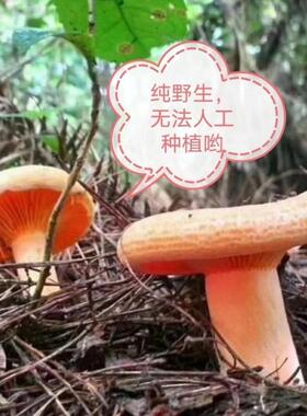 干枞菌松树菌寒菌松乳菇三九菇雁鹅菌重阳菌野生菌干 干净重无干