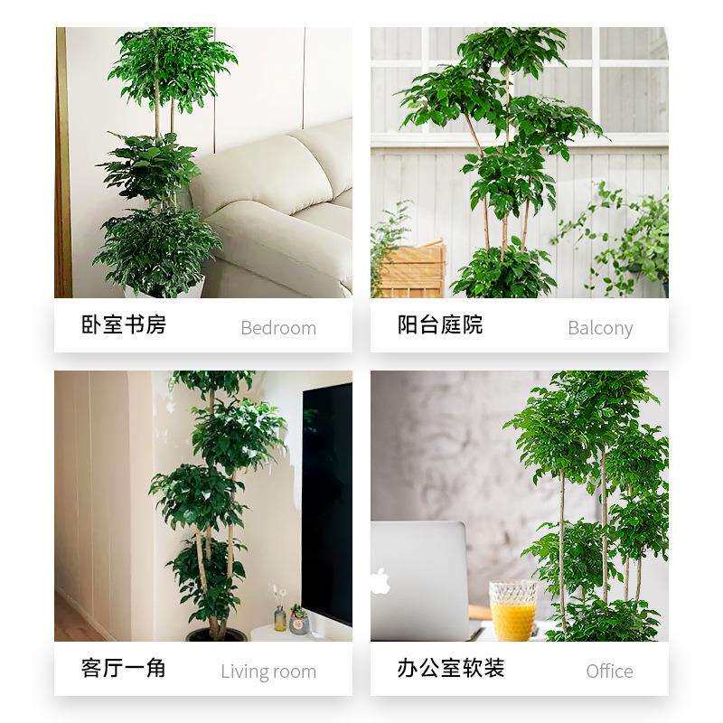 幸福树盆栽植物办公室内好养盆景净化空气吸甲醛大型绿植客厅摆放