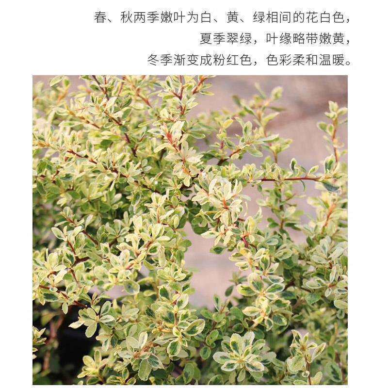 小丑火棘彩叶杞柳盆栽庭院花园灌年生木多耐寒耐热彩色木观叶植物