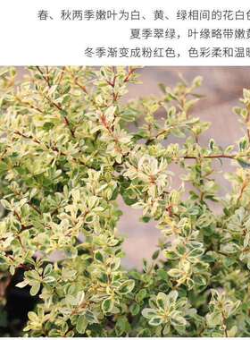 小丑火棘彩叶杞柳盆栽庭院花园灌年生木多耐寒耐热彩色木观叶植物