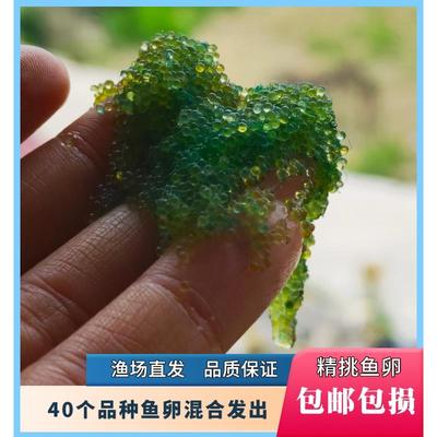 观背青鳉鱼鱼卵150颗保底12品种锦鳉云州便宜原生冷水鱼小型观赏