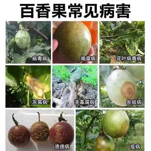 百香果专用药病毒病克星卷叶花叶黄叶保花保果肥料防裂防落杀菌剂