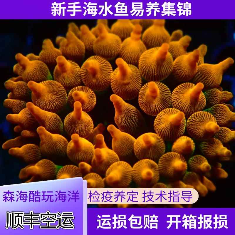 海葵活物雪花红奶嘴绿海葵珊瑚小丑鱼共生海葵活体海水养殖荧光绿