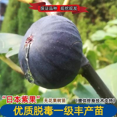 日本紫果无花果树果苗特大耐寒紫色无花果树苗南北方盆栽地栽种植