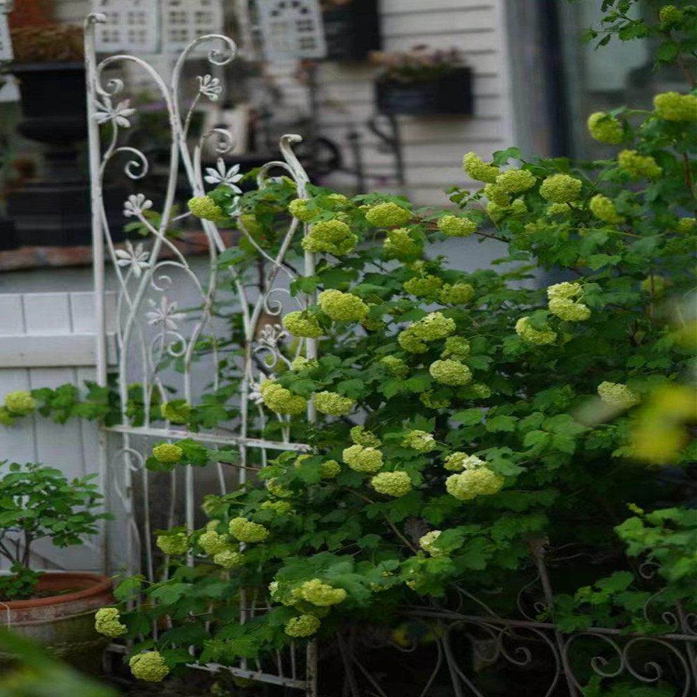 爱上花园，花园杂货，铁线莲攀爬藤架，老白花藤叶，铁栅栏花架