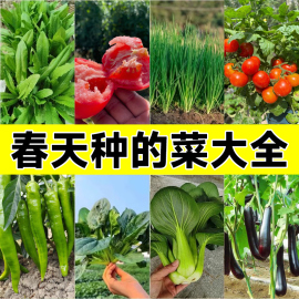 四季播种蔬菜种子孑种籽菠菜生菜快菜豇豆香菜葱各种春播蔬菜籽种