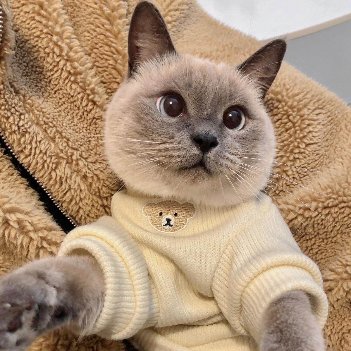 可爱小猫咪衣服宠物秋冬装保暖加绒卫衣布偶猫蓝猫幼猫防掉毛
