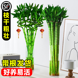 带根龙竹转运竹富贵竹水培植物水养客厅招财室内盆栽绿植步步高