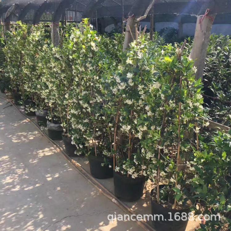 室外爬藤植物风车茉莉花卉盆栽银丝茉莉意大利络石四季常青浓芳香