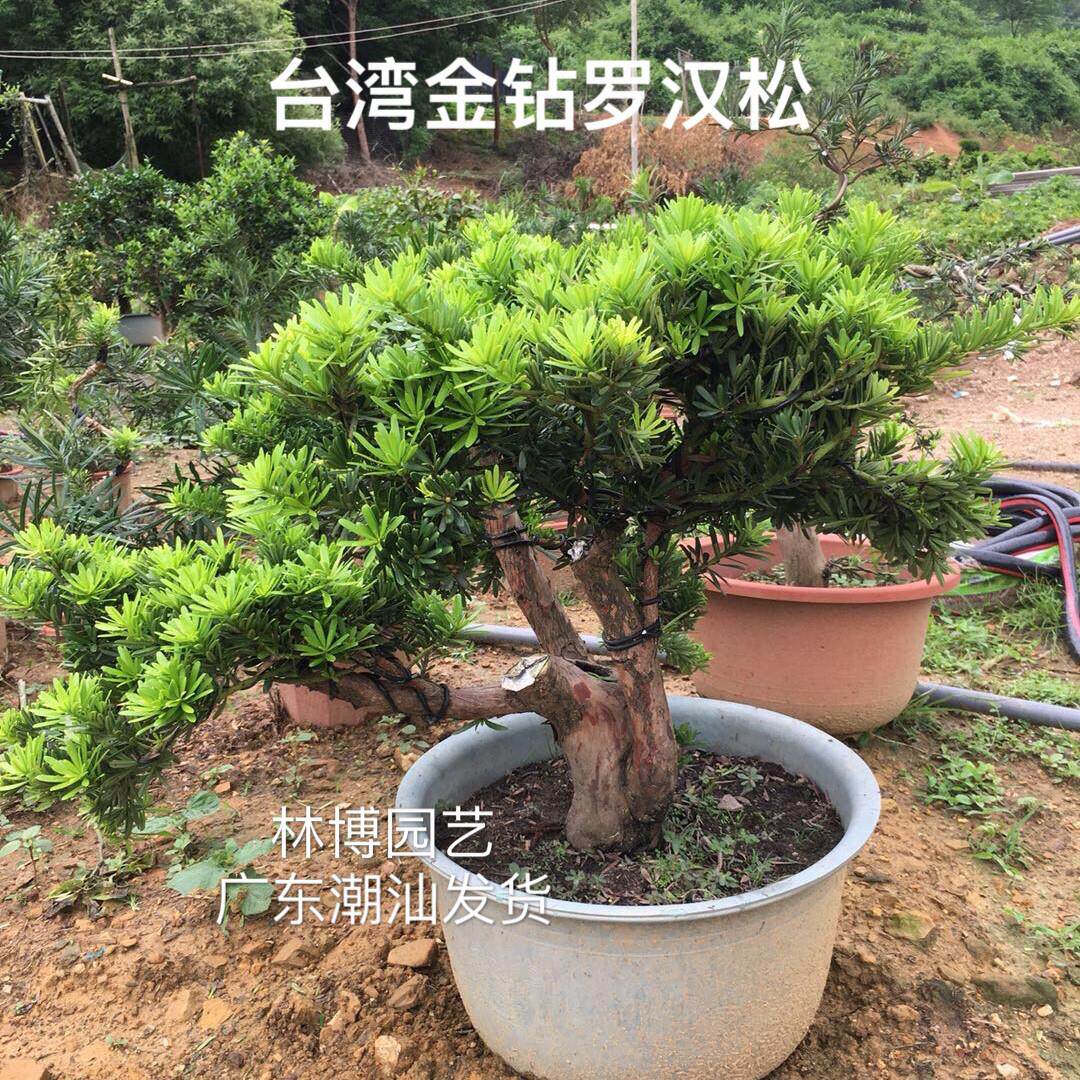 台湾海岛罗汉松菊花心 金钻罗汉松 四季常青绿植名贵树种庭院盆景