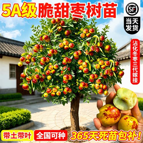 沾化冬枣三代嫁接超甜活苗