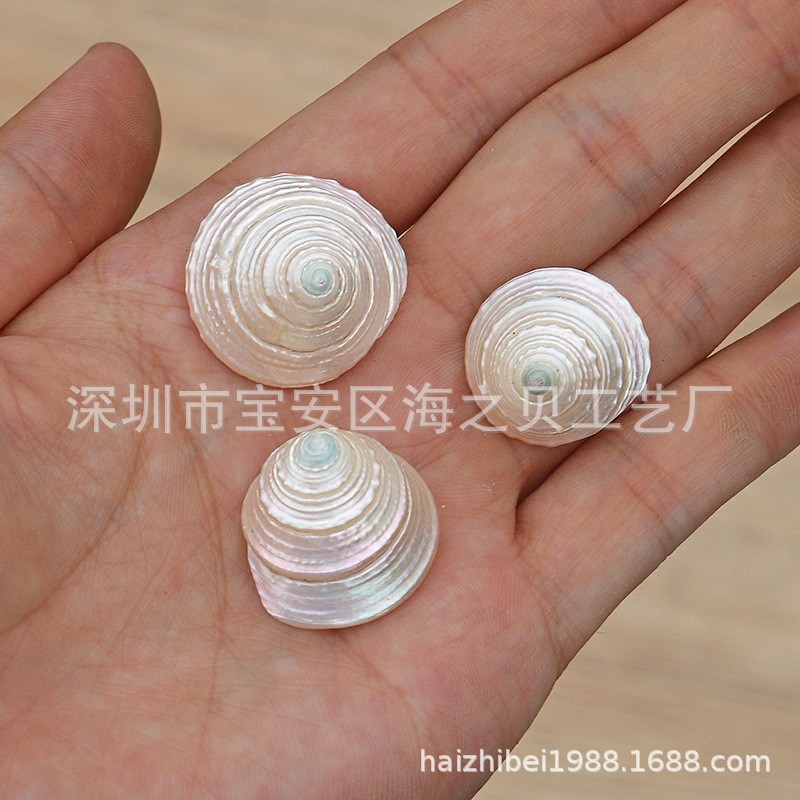 天海螺贝壳去皮小塔螺荧光标本寄居蟹换然壳鱼去皮小青缸水族青造