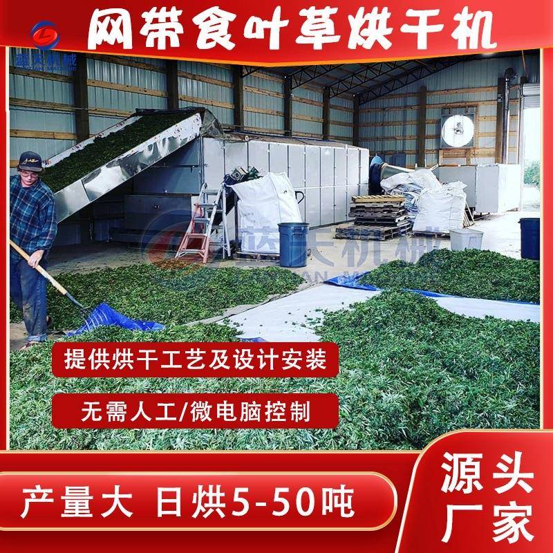 全自动食叶草烘干机大型网带石叶草蛋白草干燥机长寿草烘干设备