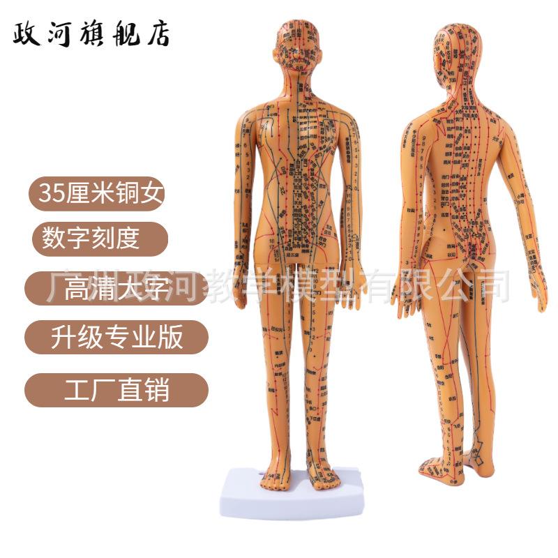 清晰经络穴位穴位穴位针灸模型
