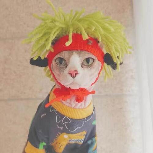 斯芬克斯无毛猫猫咪搞笑帽子帽子