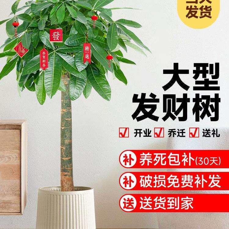 发财树客厅盆栽大招财办公室大型绿植室内开业乔迁新房植物含盆