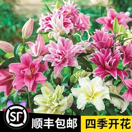 进口百合种球5球装重瓣复瓣花大花香香水百合花盆栽花苗绿植