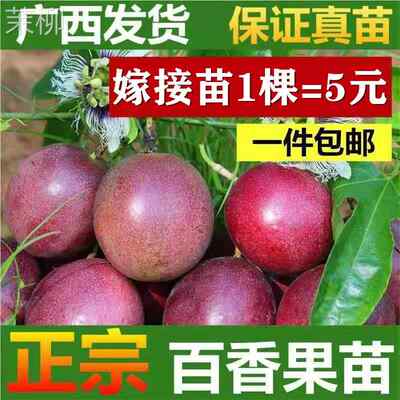 纯甜钦密9号黄金百香果树苗嫁接苗一年四季爬藤超大金霸百香果苗