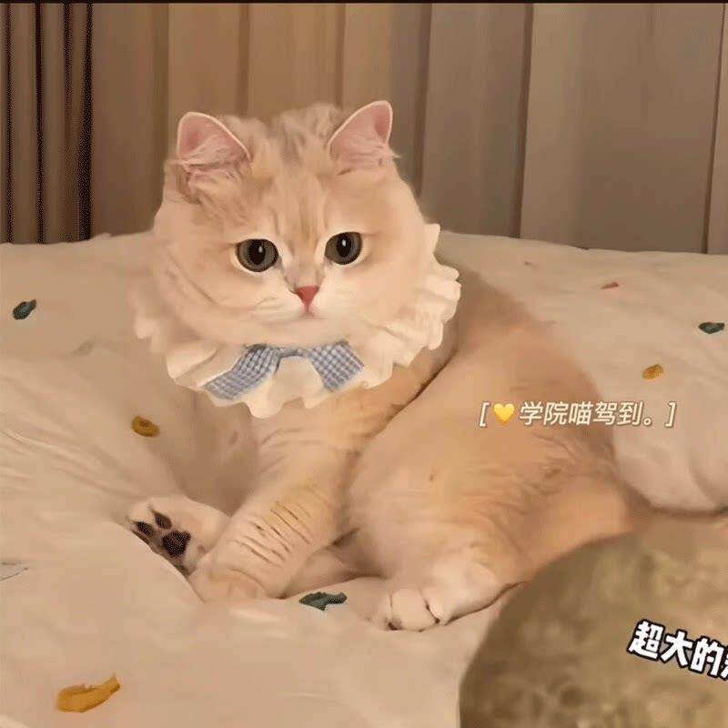 猫咪项圈宠物装饰用品狗狗口水巾蕾丝围脖可爱领结围兜拍照道具