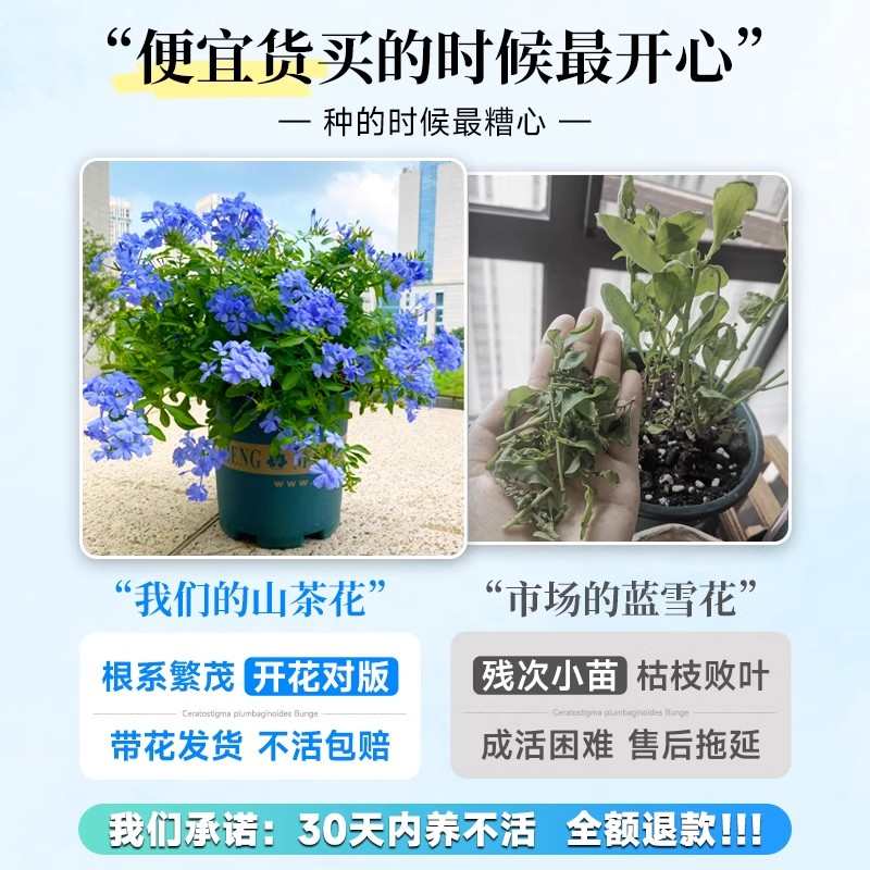 蓝雪花爬藤大苗庭院花卉盆栽特大棒棒糖耐热植物四季开花阳台藤本