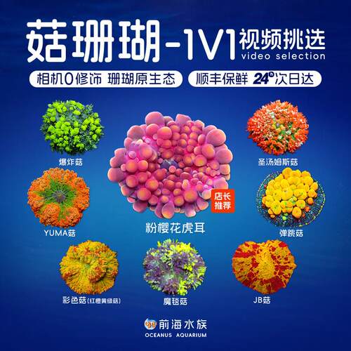 红菇绿菇珊瑚活体蓝橙菇泡泡菇带石弹跳菇JB菇OG海水鱼观赏鱼海缸