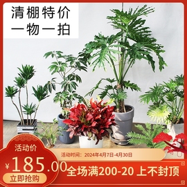 花棚清退处理一批网红植物盆栽室内外老桩不断更新请关注