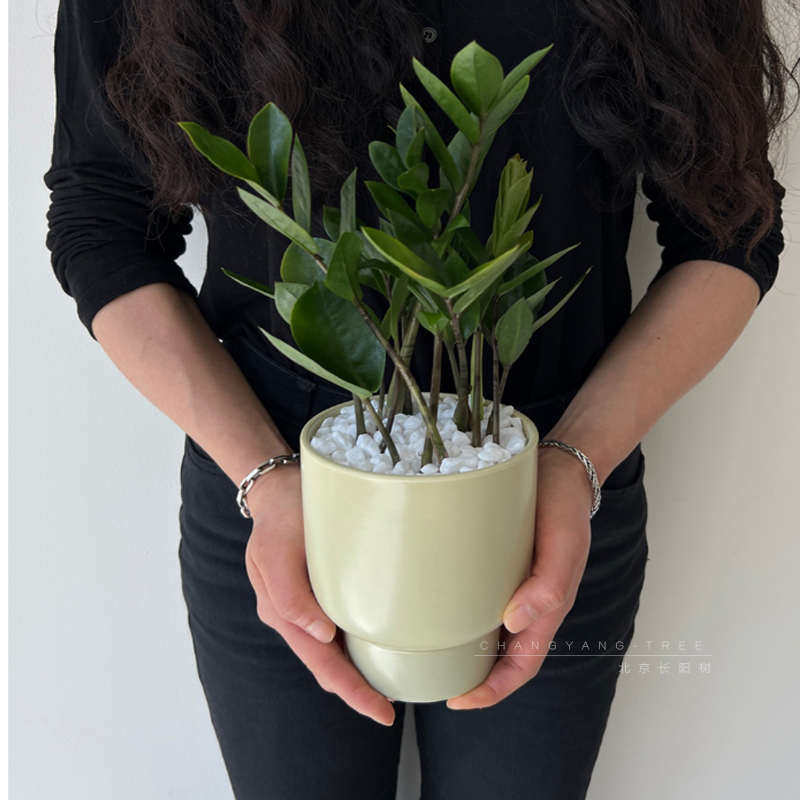 长阳树|美好蕴意金钱树桌面植物花卉好养绿植钱串子招财小发财树